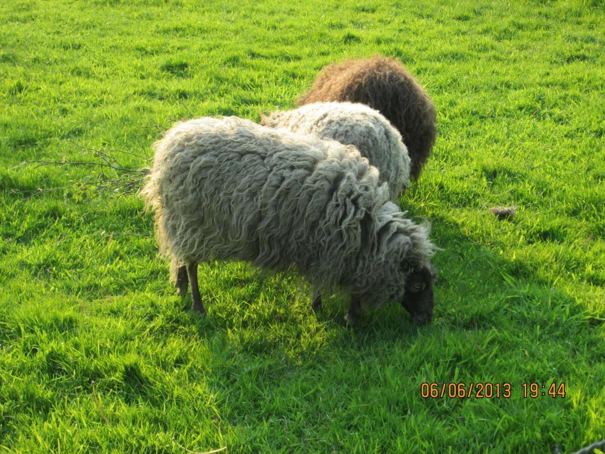 B&B De Tol Hulst Bagian luar foto